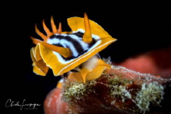Nudibranchia by Claude Lespagne 